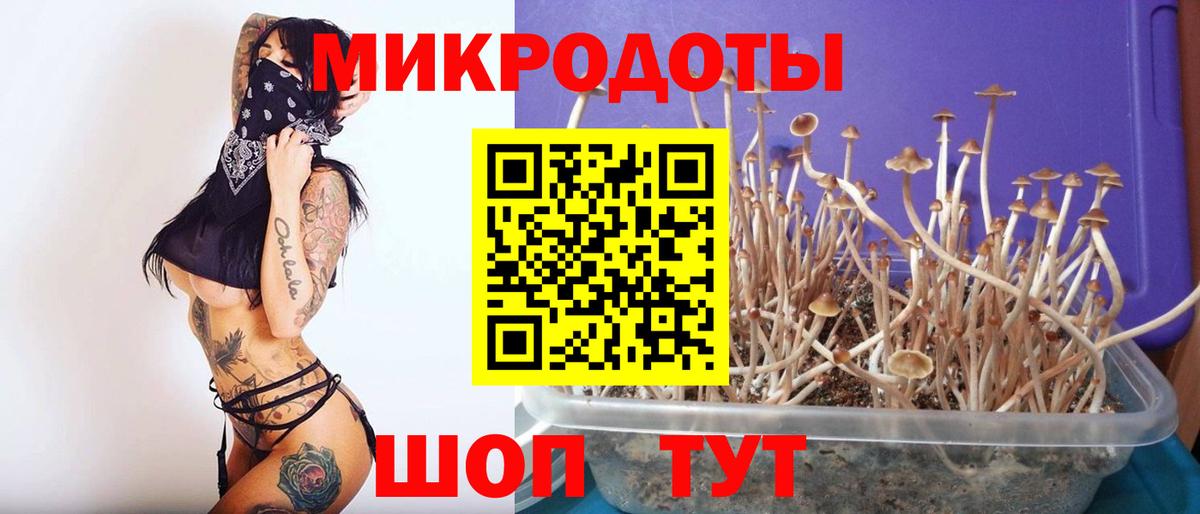 Борзя  Псилоцибиновые грибы Psilocybine cubensis  Вход с VPN 